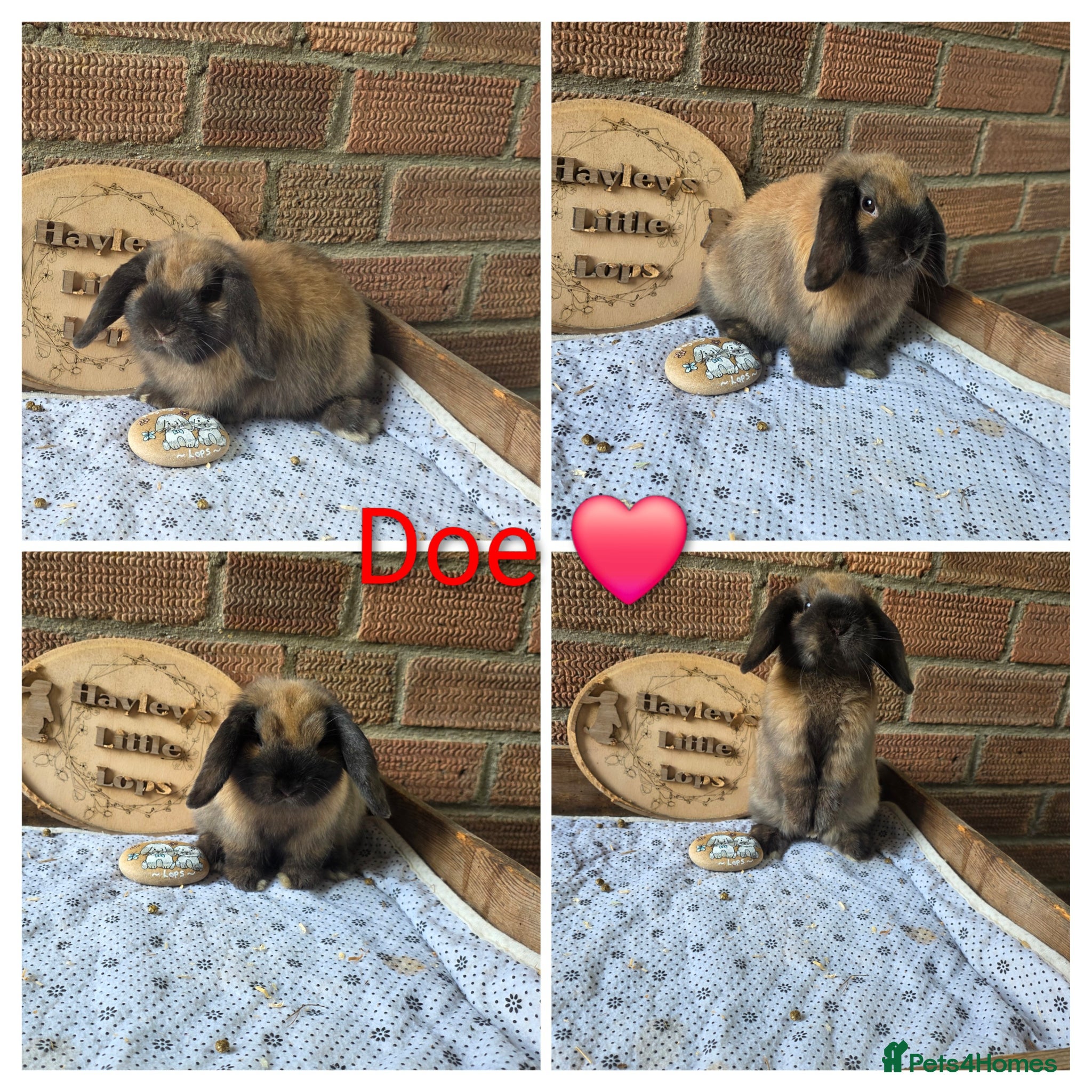 Mini Lop rabbits READY NOW Gorgeous pure breed mini lops  - Advert 1