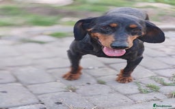 Mixed Breed dogs for adoption: 💖🐶 LEANA 🐶💖 - Image 6