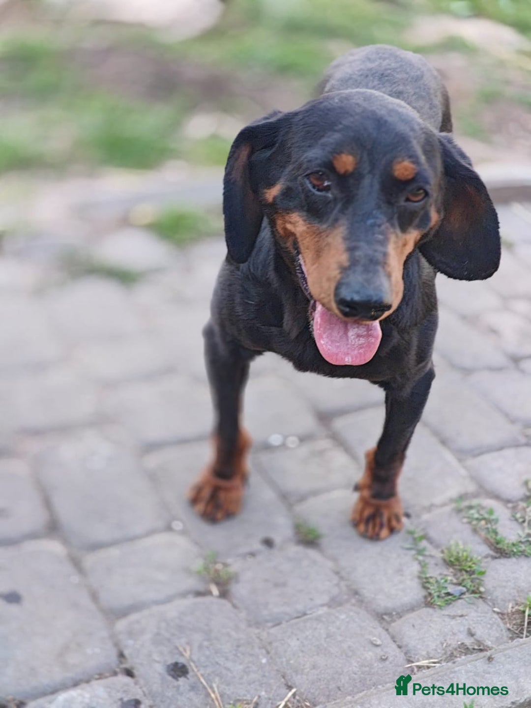 Mixed Breed dogs for adoption: 💖🐶 LEANA 🐶💖 - Image 6