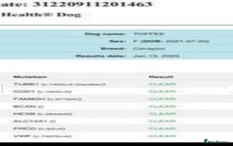 Mixed Breed dogs for sale: 🐾🐶Adorable and very cute Cavaschnauzer 🐶🐾 - Image 37