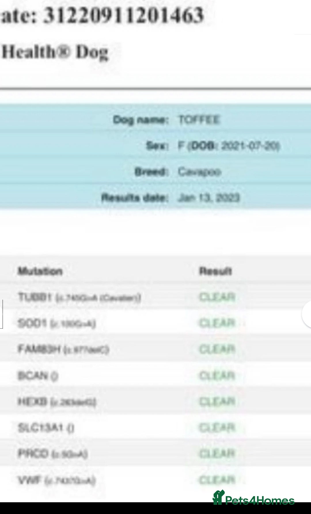 Mixed Breed dogs for sale: 🐾🐶Adorable and very cute Cavaschnauzer 🐶🐾 - Image 37