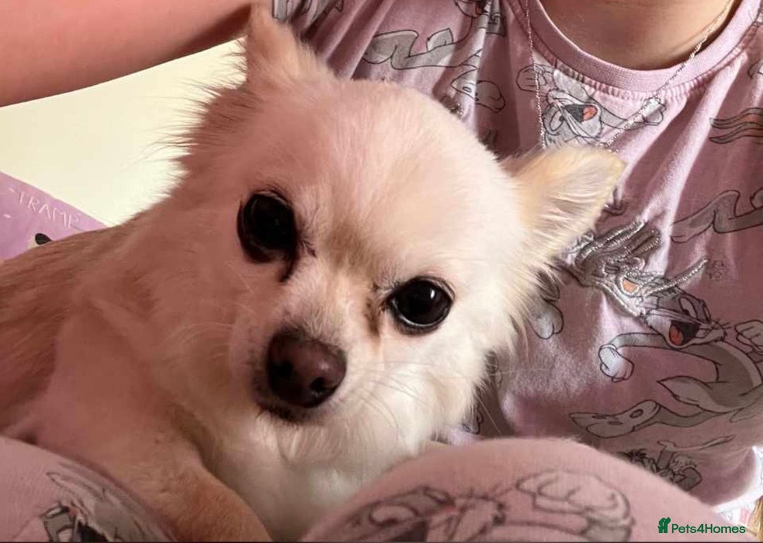 Chihuahua dogs for sale: Beautiful Chi lady  - Advert 2