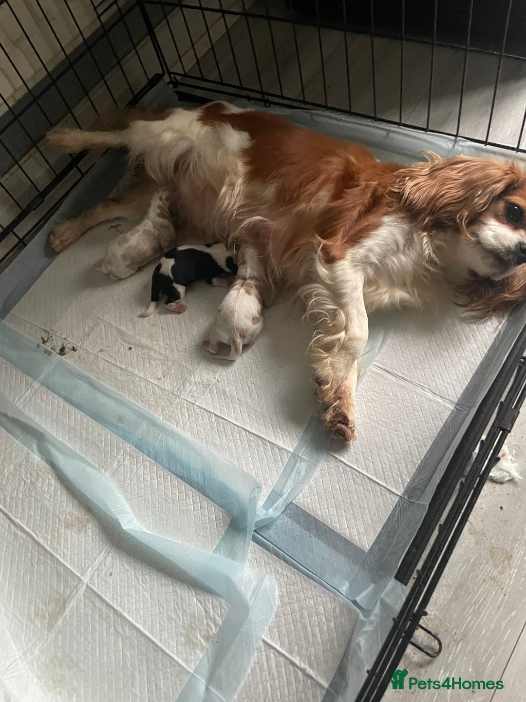 Cavalier King Charles Spaniel dogs for sale: King Charles cavalier puppies - Image 5