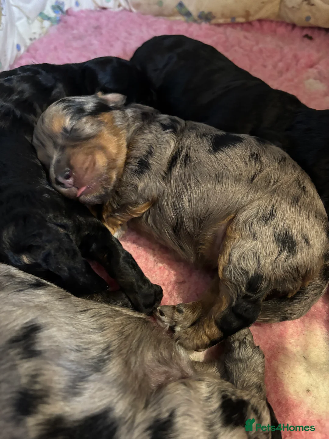 Maltipoo dogs for sale: 💎 Adorable Maltipoo Puppies ❤️ - Advert 12