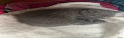 British Shorthair cats for sale: Beautiful British short hair female  - Advert 8