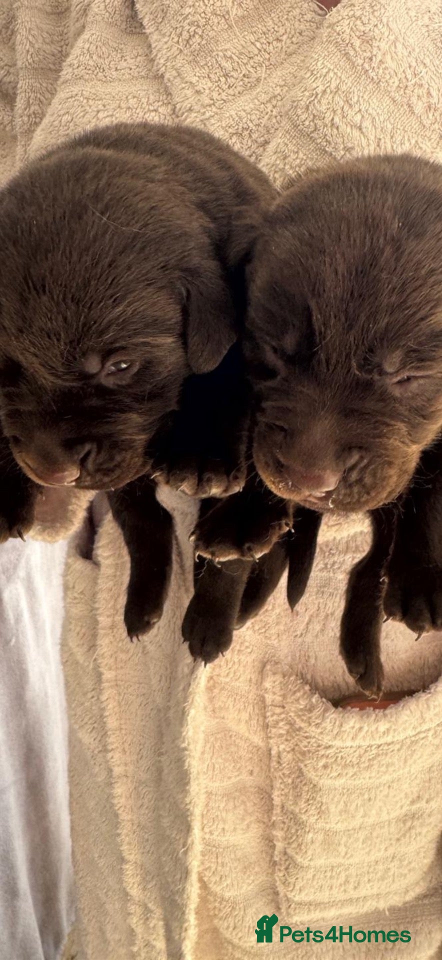 Labrador Retriever dogs KC Chunky Chocolate Labs Outstanding - Advert 2