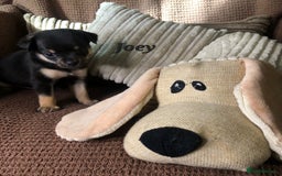 Chihuahua dogs for sale: Adorable black and tan chihuahua puppies  - Image 7