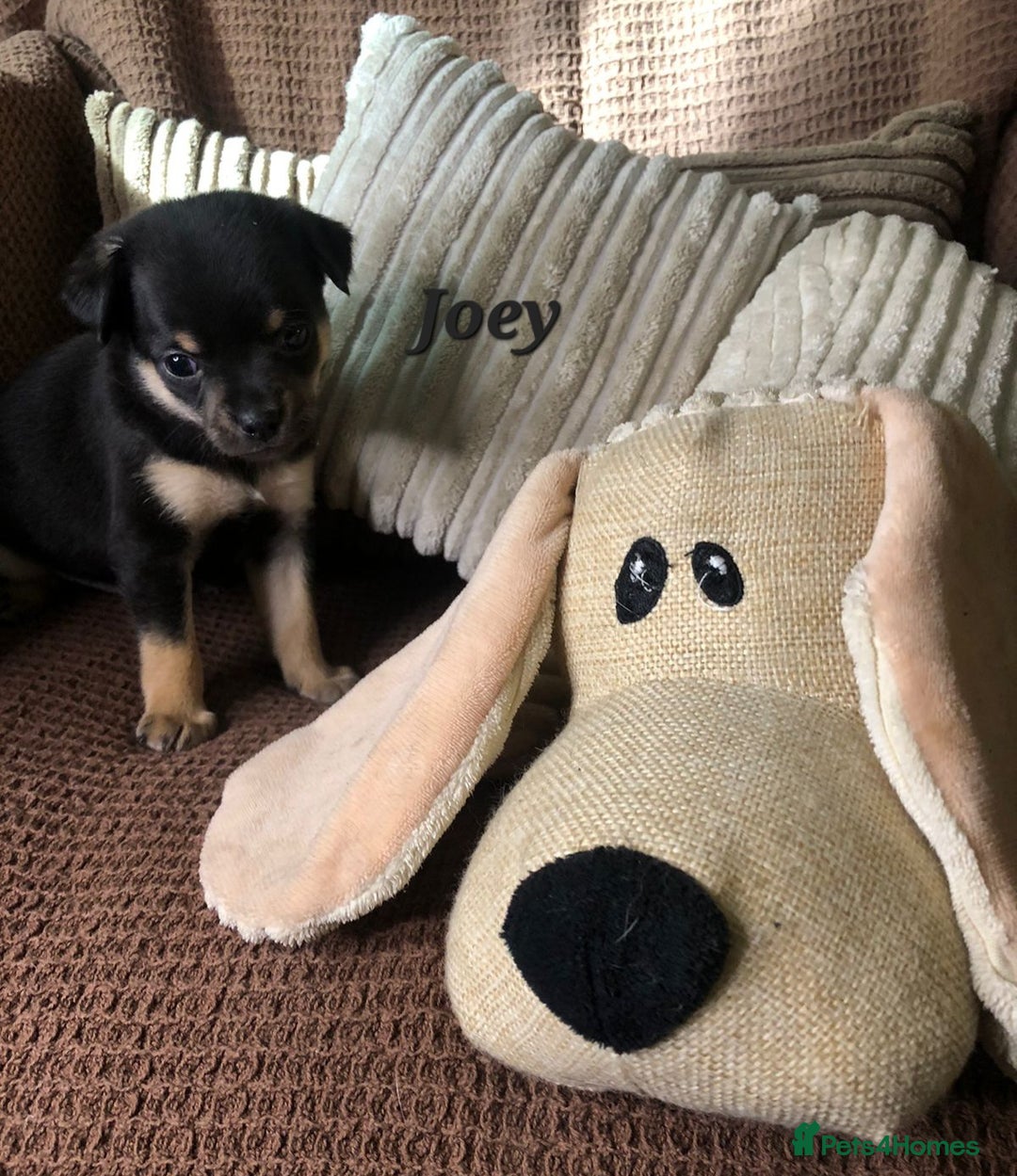 Chihuahua dogs for sale: Adorable black and tan chihuahua puppies  - Image 7