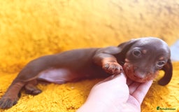 Dachshund dogs for sale: dachshund puppies  - Image 12