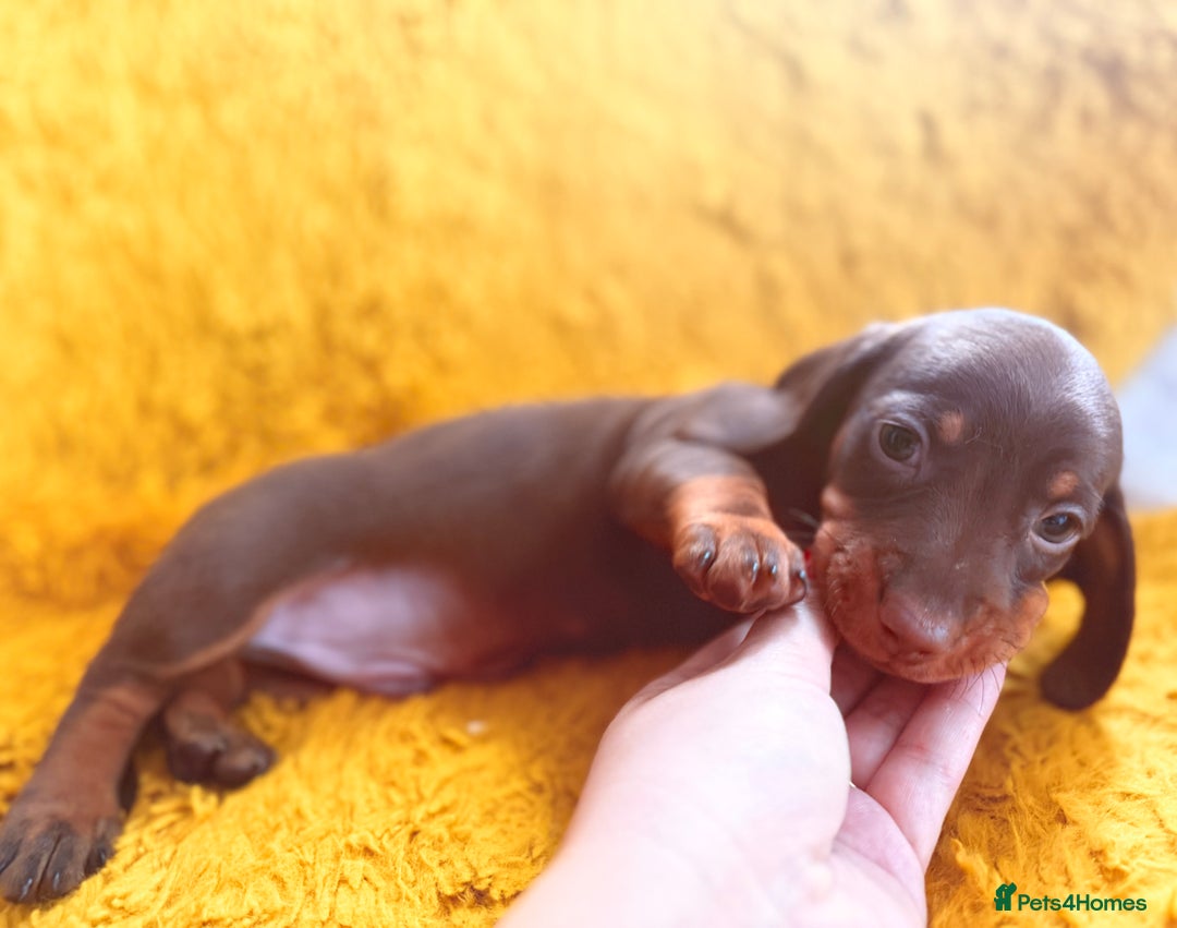 Dachshund dogs for sale: dachshund puppies  - Image 12