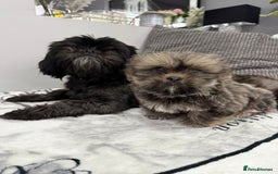 Shih Tzu dogs for sale: SHIT TZU grey puppy - Image 18