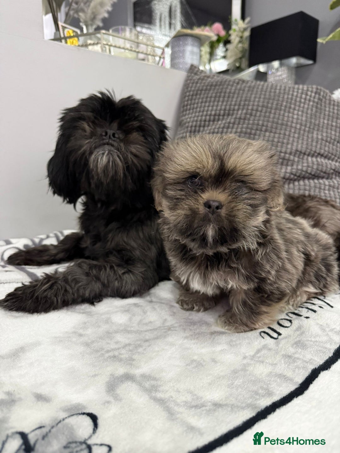 Shih Tzu dogs for sale: SHIT TZU grey puppy - Image 18