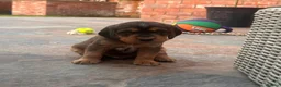 Cockerdor dogs for sale: Beautifully marked Cockerdor puppies - Advert 21