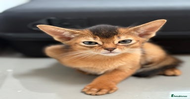 Abyssinian cats - Advert 9