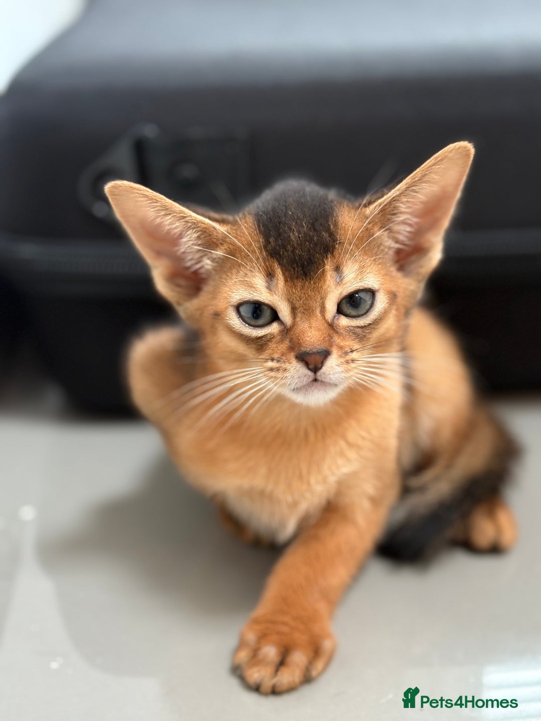 Abyssinian cats for sale: Champion Line Abyssinian Kittens - Reserve Today! - Image 3