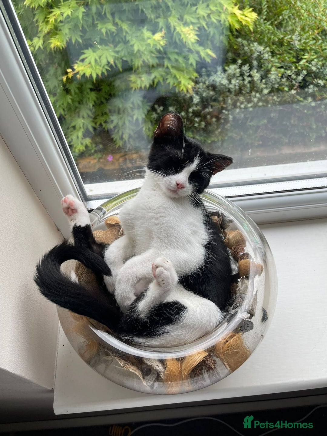 Mixed Breed cats for sale: Could you adopt Pea and Pod?  - Image 3