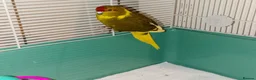 Parakeets birds for sale: Gorgeous baby kakariki yellow green and blue  - Advert 1