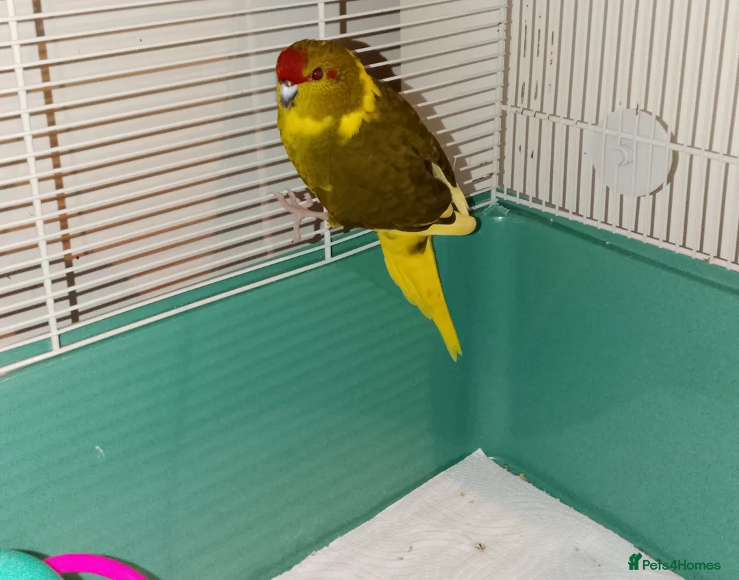 Parakeets birds for sale: Gorgeous baby kakariki yellow green and blue  - Advert 1