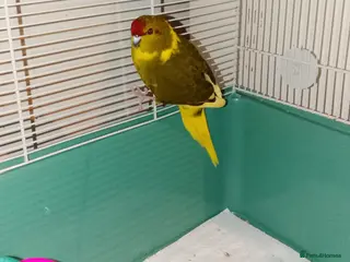 Parakeets birds Gorgeous baby kakariki yellow green and blue - Advert 1