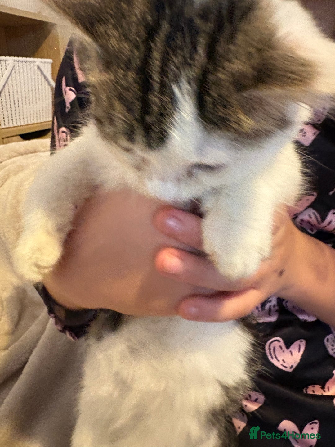 Mixed Breed cats for sale: Kittens 4 sale - Advert 9