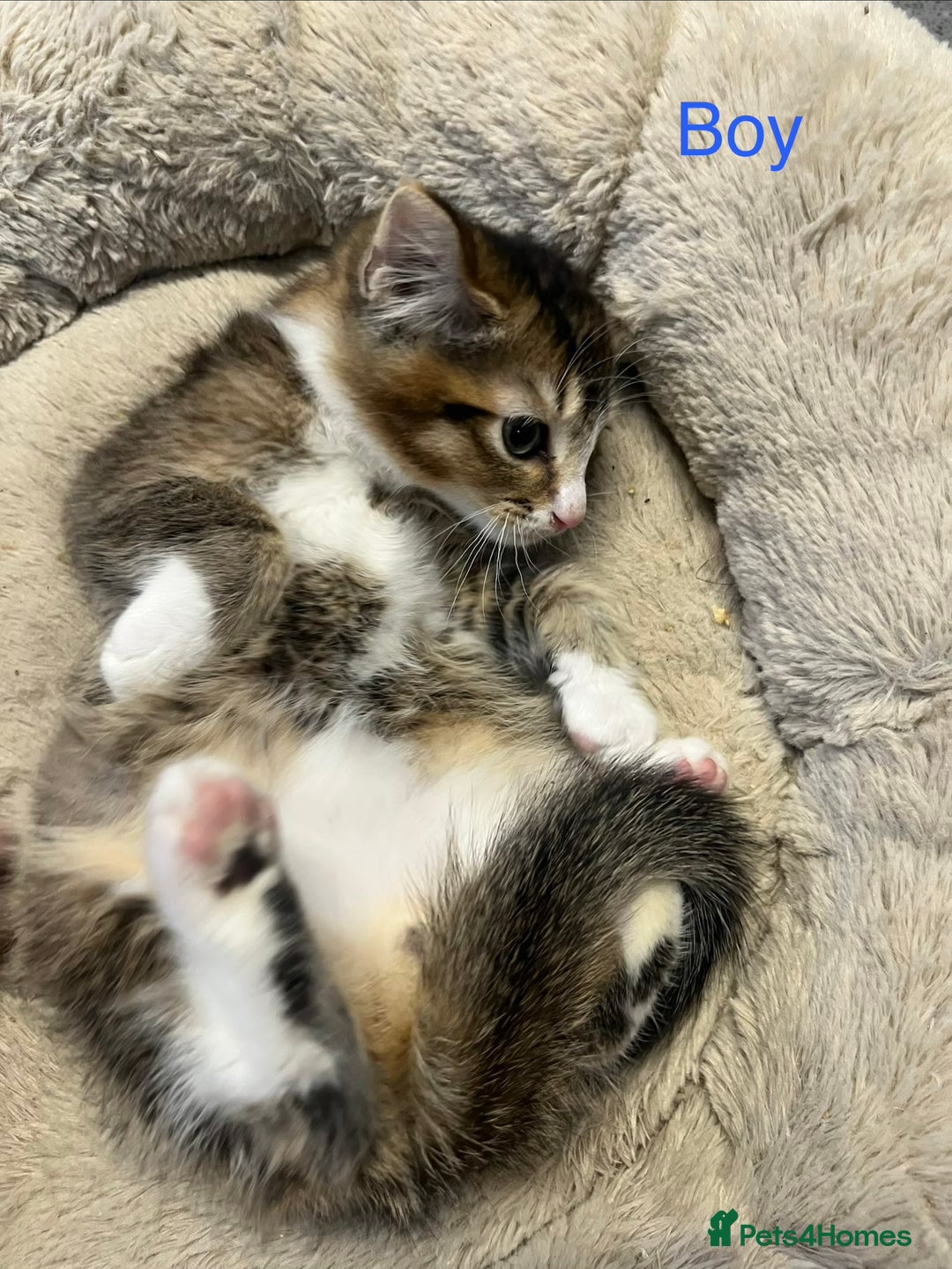 Mixed Breed cats for sale: 🐾 5 Stunning Mixed 8 week old Kittens  - Advert 16