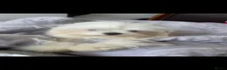 Maltipoo dogs for sale: ✨ Exceptional Maltipo PUPPIES – LOVING HOMES ONLY  - Advert 14
