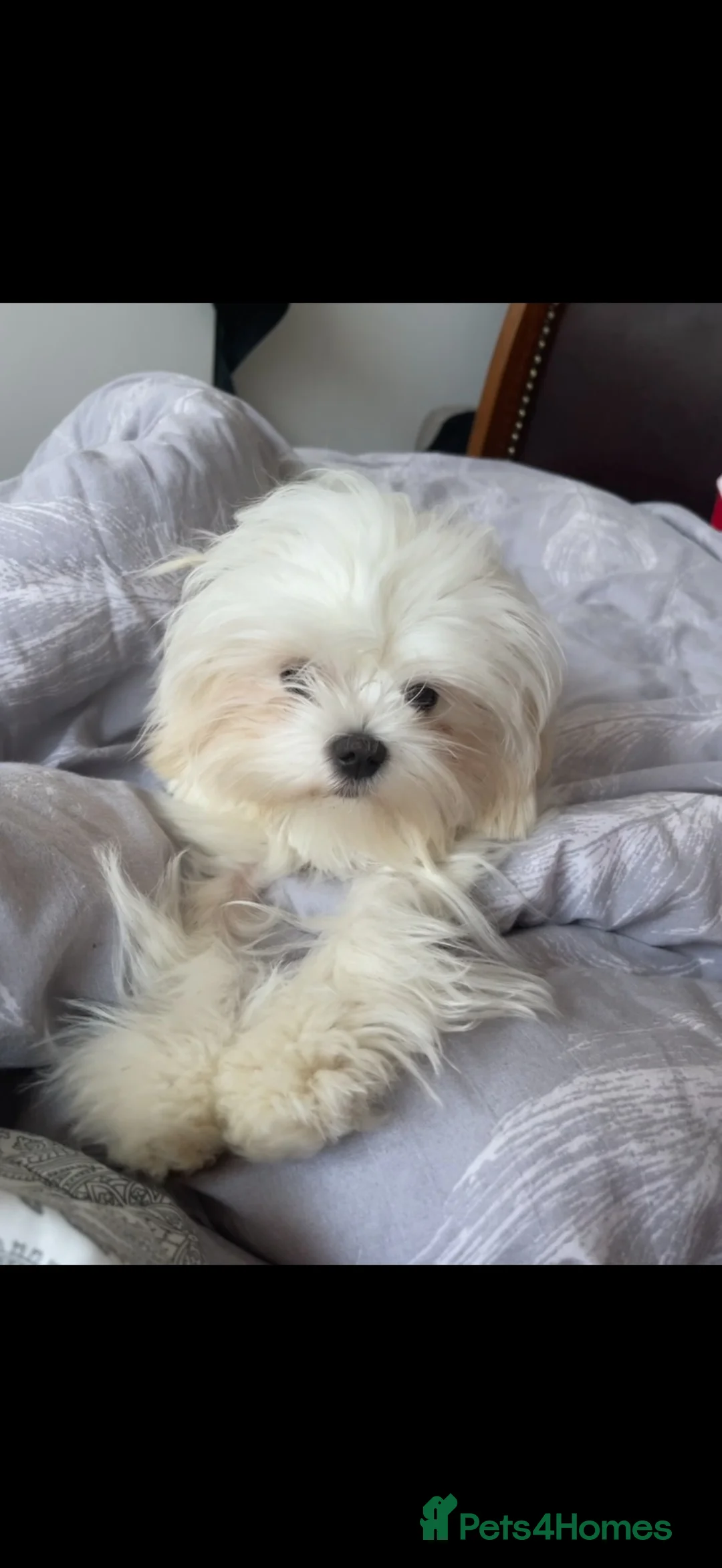 Maltipoo dogs for sale: ✨ Exceptional Maltipo PUPPIES – LOVING HOMES ONLY  - Advert 14
