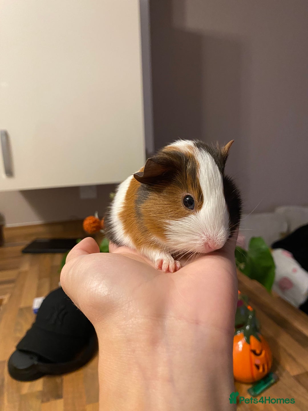Guinea Pig rodents for sale: Baby female Guinea pigs - Image 9