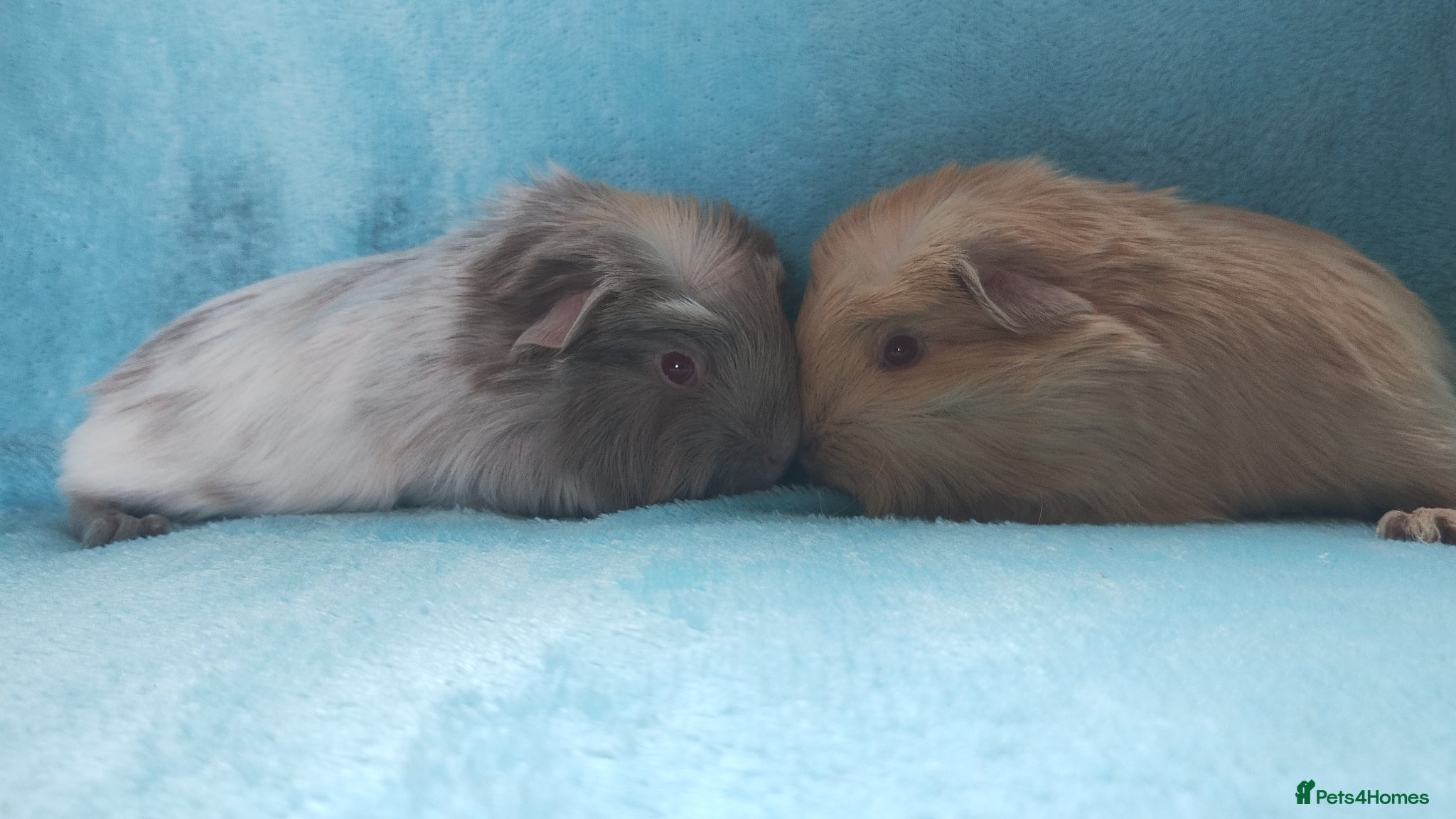 Guinea Pig rodents Baby boys ready 2nd may both Cornets  - Advert 17