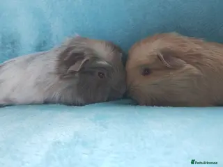 Guinea Pig rodents Baby boys ready 2nd may both Cornets - Advert 17