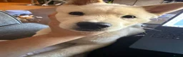 Mixed Breed dogs for sale: Rolo- Chowski pup  - Advert 2