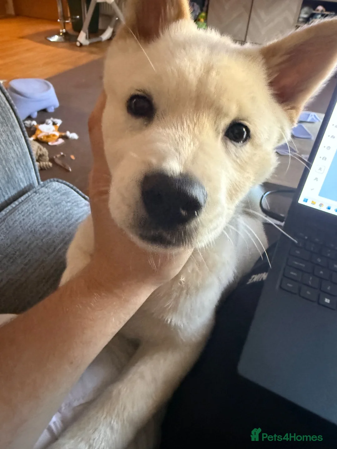 Mixed Breed dogs for sale: Rolo- Chowski pup  - Advert 2