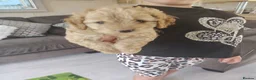 Cavapoo dogs for sale: Cavapoo puppys - Advert 3