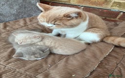 British Shorthair cats for sale: 3 LEFT - TICA BRITISH SHORTHAIRED KITTENS - Image 6