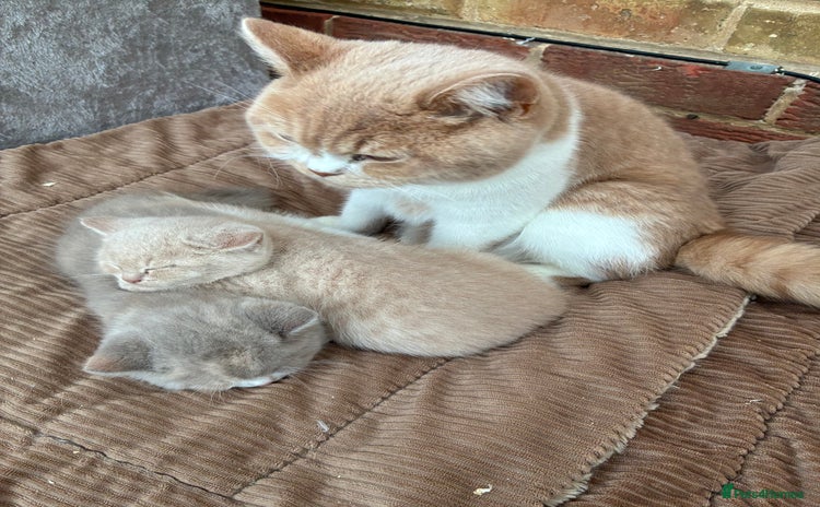 British Shorthair cats - Advert 14