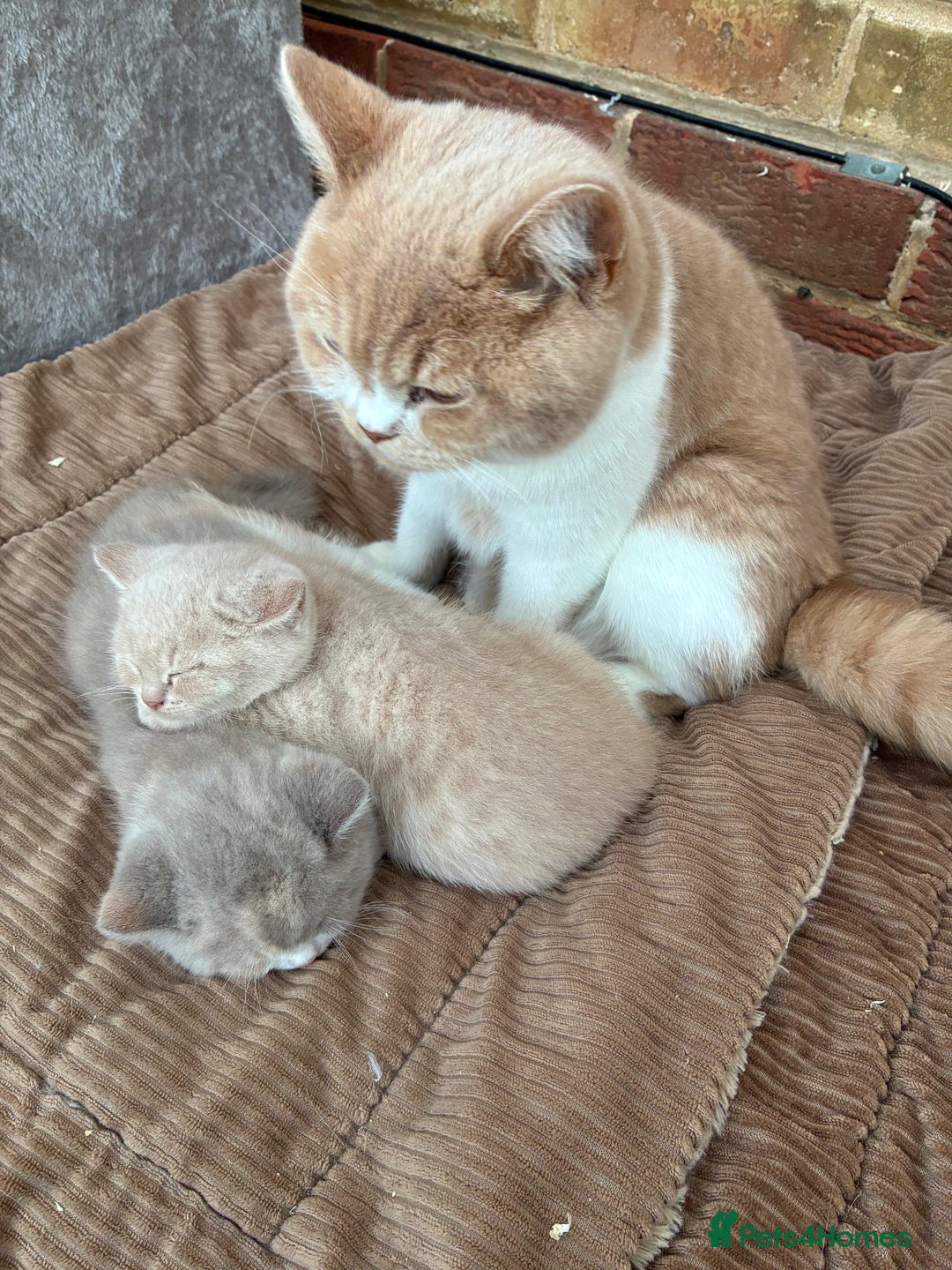British Shorthair cats for sale: 3 LEFT - TICA BRITISH SHORTHAIRED KITTENS - Image 6