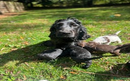 Cockapoo dogs for sale: BEAUTIFUL MERLE COCKER POO PUPPIES, HEALTH TESTED - Image 26