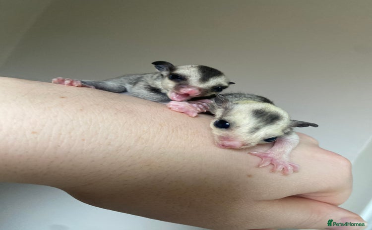 Sugar Glider rodents - Advert 6