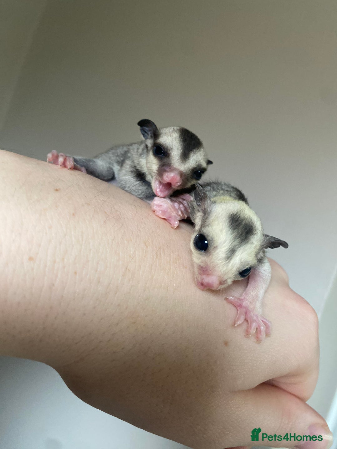 Sugar Glider rodents for sale: Joeys available for reserve  - Image 1