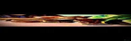Python Snake reptiles for sale: 🐍 Beautiful Friendly Royal Python  - Advert 3