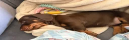 Dachshund dogs for sale: Dachshund puppy for sale - Advert 4