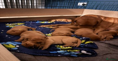 Labrador Retriever dogs - Advert 4