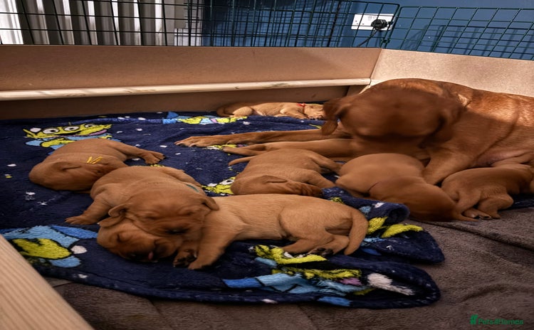 Labrador Retriever dogs - Advert 1