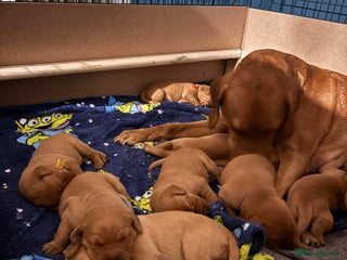 Labrador Retriever dogs - Advert 1