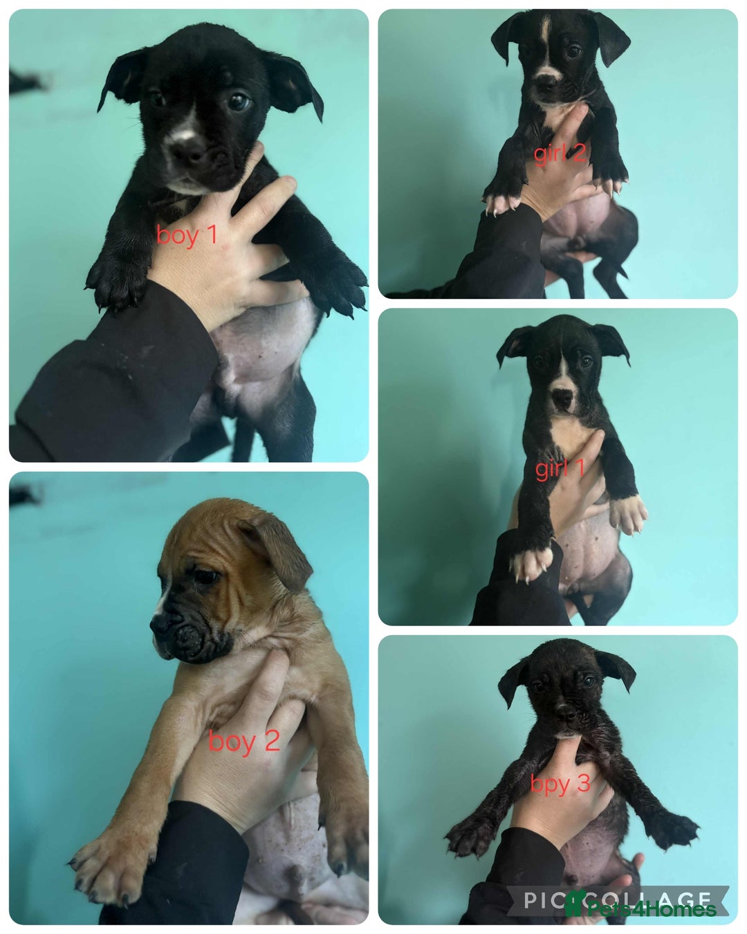 Mixed Breed dogs for sale: Beautiful mastiff cross pups - Image 2