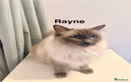 Ragdoll cats for sale: Gorgeous Ragdoll girls - Image 3