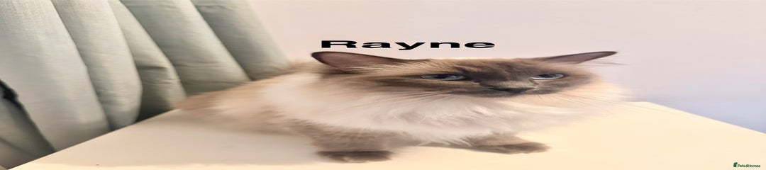 Rayne