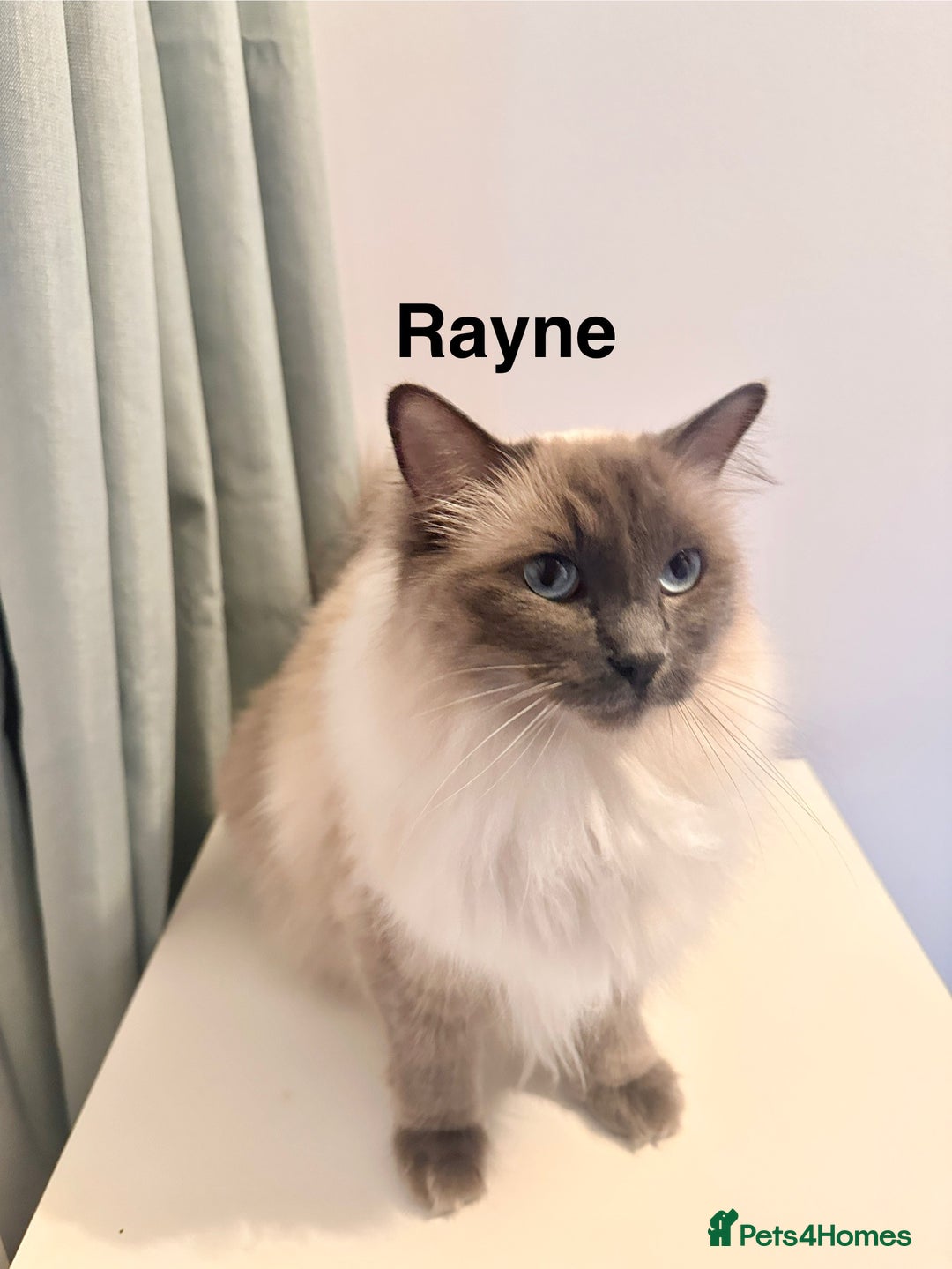 Ragdoll cats for sale: Gorgeous Ragdoll girls - Image 3