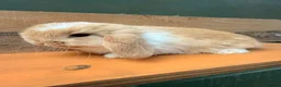 Mini Lop rabbits for sale: MINI LOP BUNNIES - PEDIGREE  - Advert 27