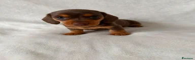 Miniature Dachshund 1